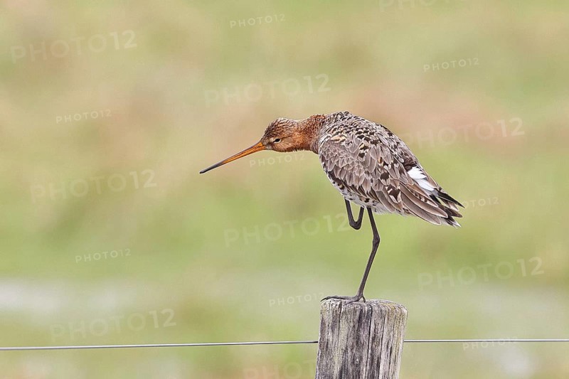 Blacktail (Limosa limosa), sitting room, on a fence post, snipe birds, wildlife, nature photography, wetland, ox moor, Dümmer See, Lembruch, Lower Saxony, Germany