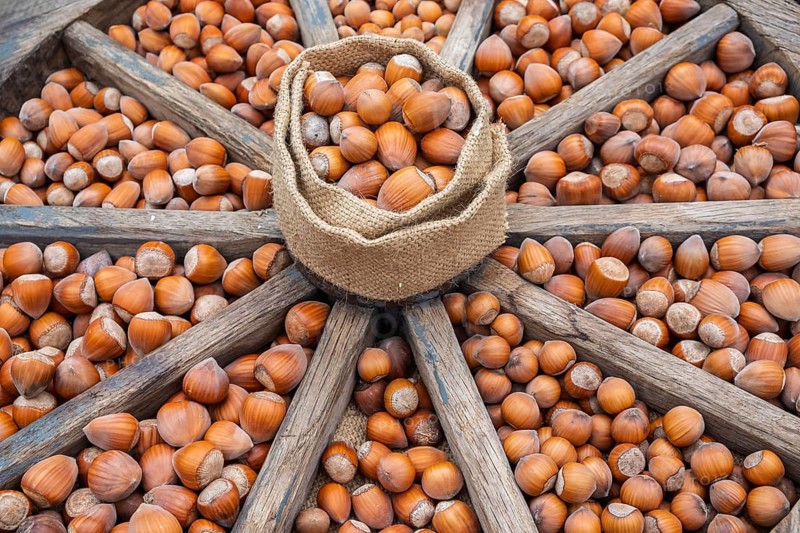 Different types of hazelnuts in an old wagon wheel, Münsterland, North Rhine-Westphalia, Germany