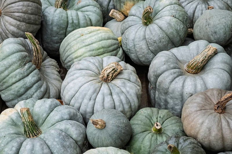 Pumpkins, nutmeg pumpkins, North Rhine-Westphalia, Germany
