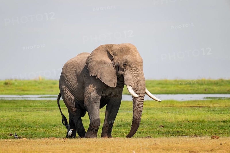 African elephant (Loxodonta africana), bull elephant, Amboseli National Park, Rift Valley Province, Kenya