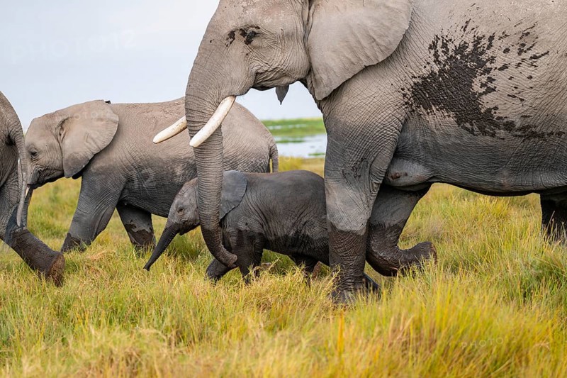 African elephant (Loxodonta africana), herd, dam with young in Longinye Swamp, Amboseli National Park, Rift Valley Province, Kenya