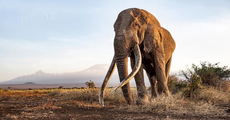 African elephant (Loxodonta africana), the famous Super Tusker elephant Craig, old bull elephant with big tusks, in a picturesque landscape with the summit of Mount Kilimanjaro, in atmospheric evening light, Amboseli, Kenya