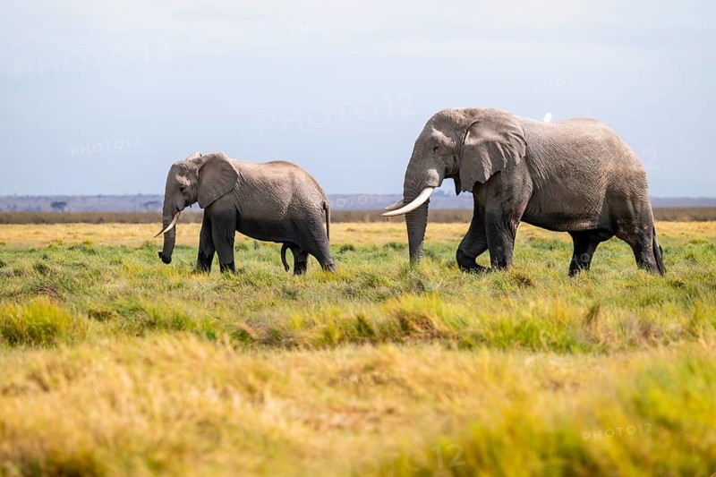 African elephant (Loxodonta africana), two animals in Longinye swamp with herons (Bubulcus ibis), Amboseli National Park, Rift Valley Province, Kenya