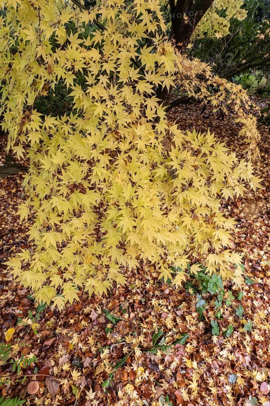 Japanese Japanese maple (Acer palmatum Sangu-Kaku) in autumn leaves, Emsland, Lower Saxony, Germany