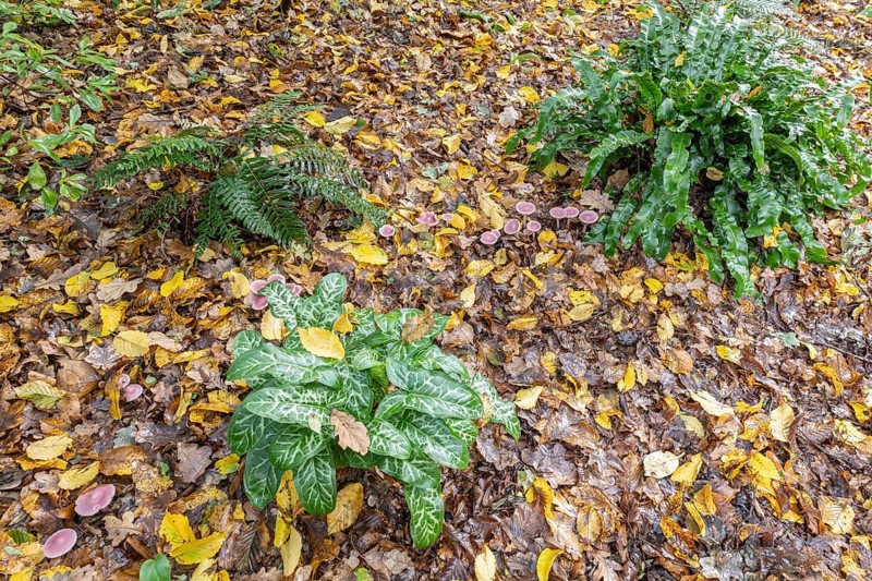 Italian arum stick (Arum italicum Pictum), Emsland, Lower Saxony, Germany