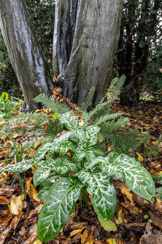 Italian arum stick (Arum italicum Pictum), Emsland, Lower Saxony, Germany