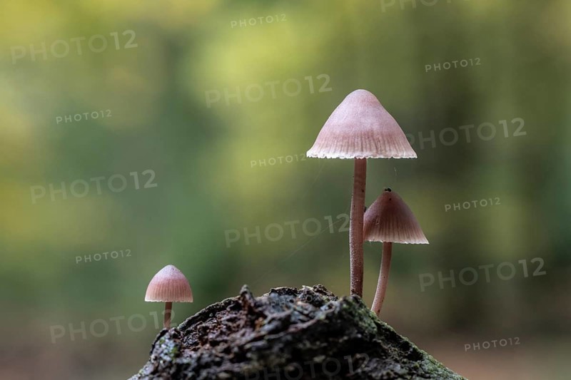 Large blood helmet (Mycena haematopus), Emsland, Lower Saxony, Germany