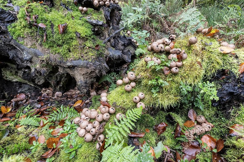 Pear Stäubling (Lycoperdon pyriforme), Emsland, Lower Saxony, Germany