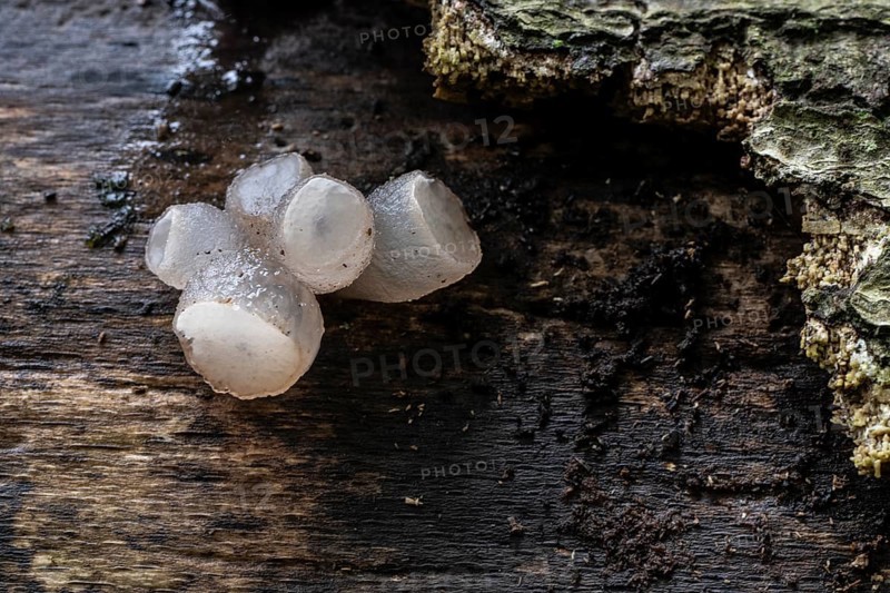 Gemeiner Buchenkreisling (Neobulgaria pura), Emsland, Lower Saxony, Germany