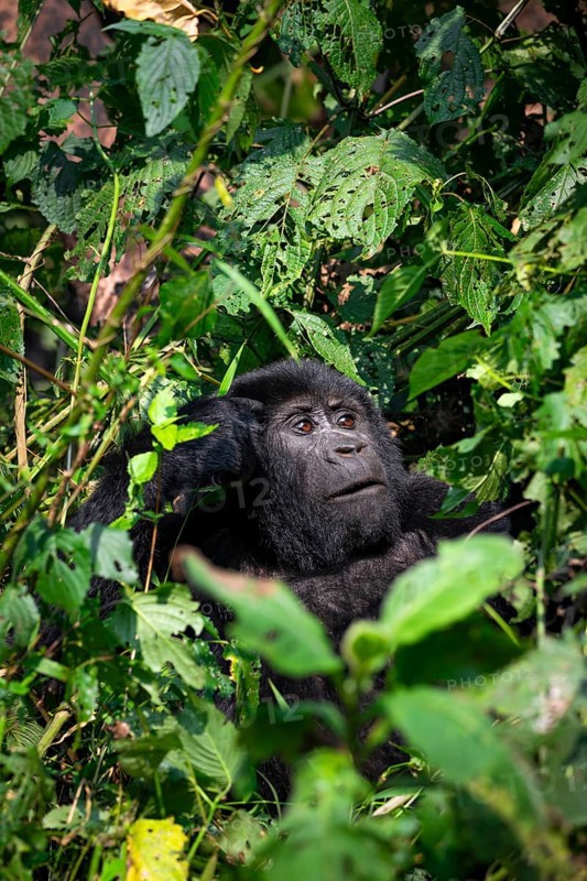 Mountain gorilla (Gorilla beringei beringei), among leaves, Bwindi Impenetrable Forest, Uganda