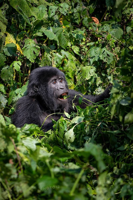 Mountain gorilla (Gorilla beringei beringei), eating leaves, Bwindi Impenetrable Forest, Uganda