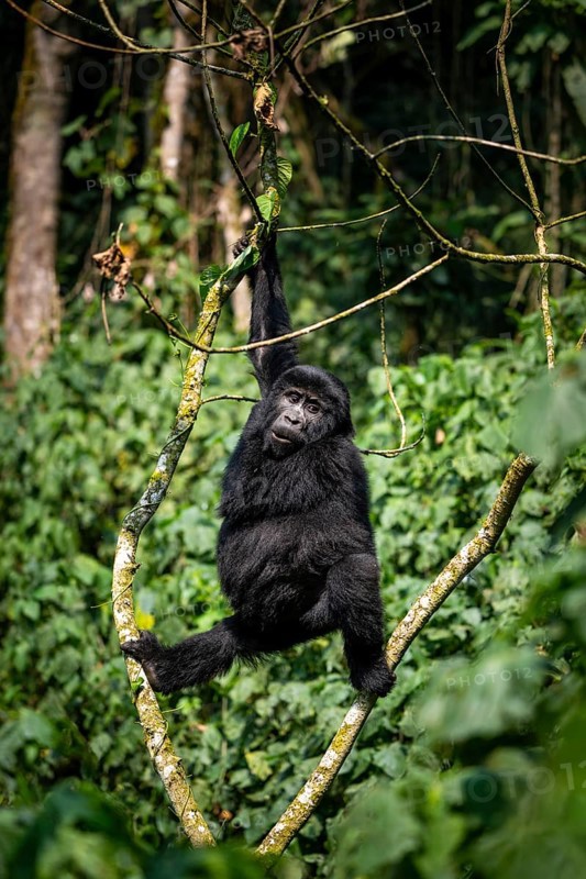 Mountain gorilla (Gorilla beringei beringei), young animal climbing in a tree, Bwindi Impenetrable Forest, Uganda