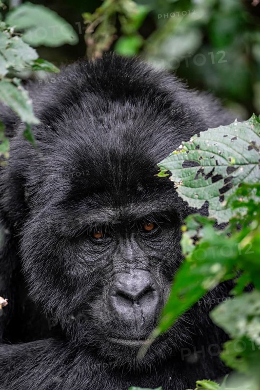 Silverback, animal portrait, mountain gorilla (Gorilla berengei berengei), Bwindi Impenetrable National Park, Uganda