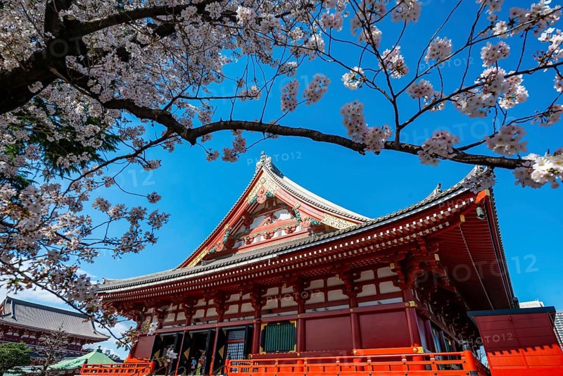 Cherry Blossoms and Red Temple, Buddhist Temple Complex, Japanese Cherry Blossom, Asakusa Shrine or Senso-ji Temple, Asakusa, Tokyo, Japan