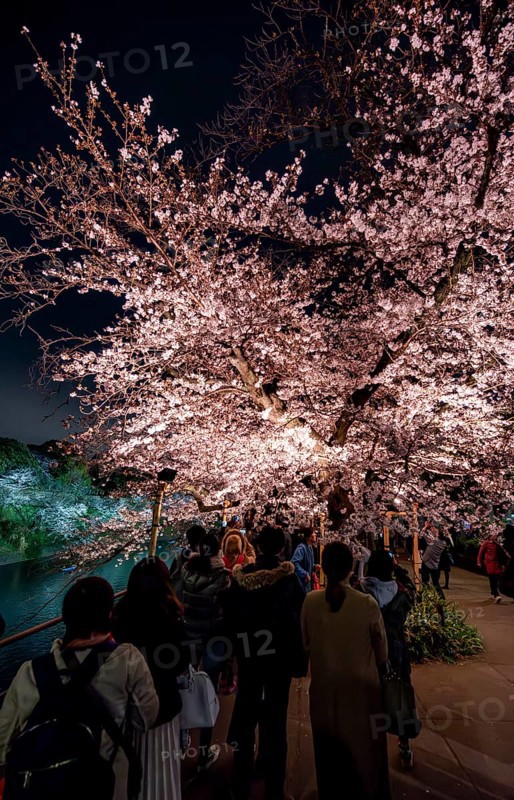 People walking under blooming illuminated cherry trees at night, Japanese cherry blossoms in spring, Hanami Festival, Chidorigafuchi Green Way, Tokyo, Japan