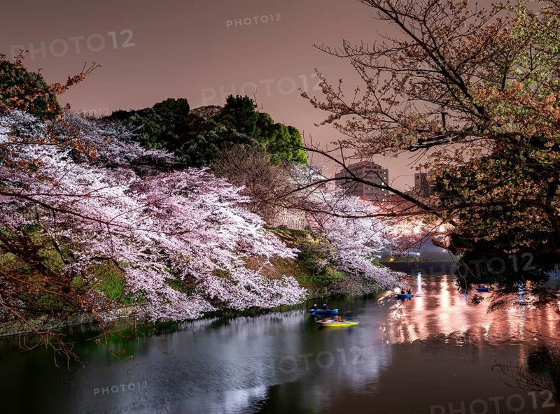 Chidorigafuchi Canal with rowboat in front of blooming illuminated cherry trees at night, castle moat, Japanese cherry blossom in spring, Hanami festival, Chidorigafuchi Green Way, Tokyo, Japan
