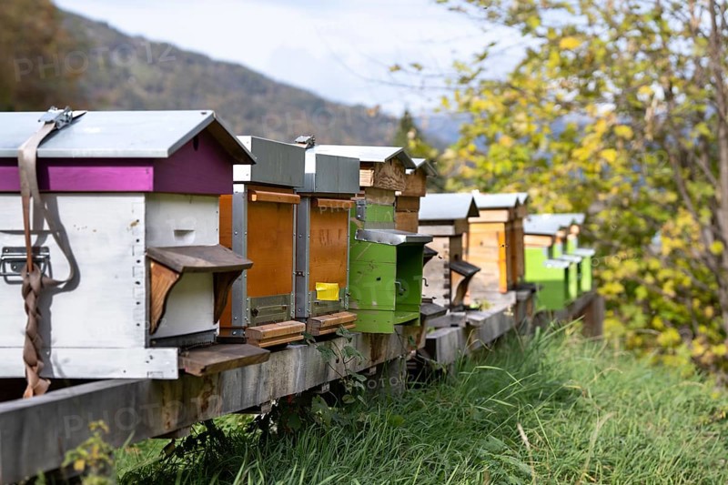 Apiary, bee houses in a row lined up. Beekeeping insects in housing. Producing honey in colourful beehives. Valais, Switzerland