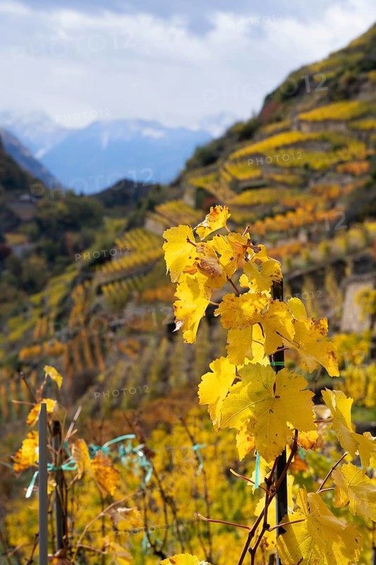Terraced grape vineyards in autumn colours in the Rhone Valley. Colourful yellow orange image. Valais, Switzerland