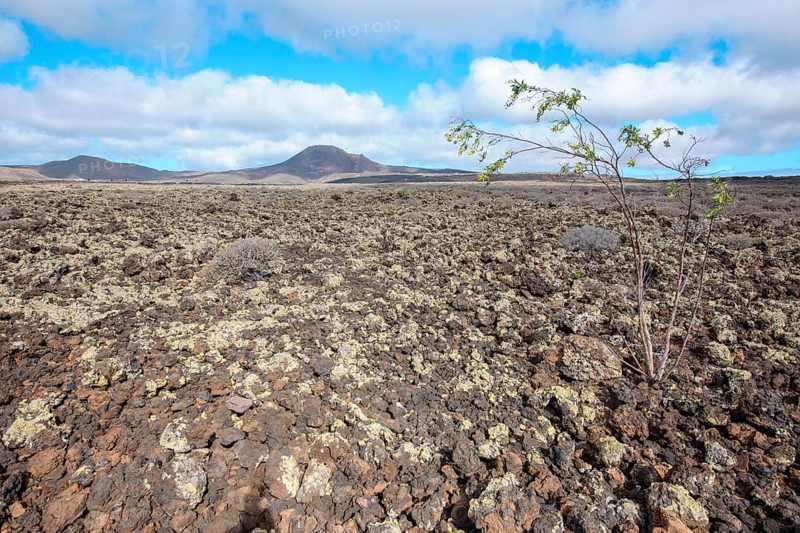 Lava landscape with lava rock volcanic rock from cold lava, on the right young tree bush with thin trunk and sprouting green leaves, Lanzarote, Canary Islands, Spain