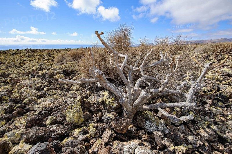 Lava landscape with lava rock volcanic rock from cold lava, dead dried tree bush in the foreground, Lanzarote, Canary Islands, Spain