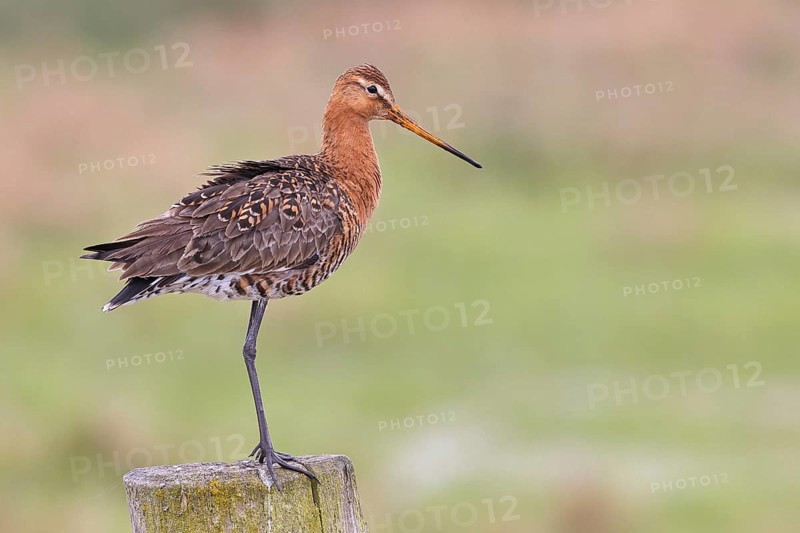 Blacktail (Limosa limosa), sitting room, on a fence post, snipe birds, wildlife, nature photography, wetland, ox moor, Dümmer See, Lembruch, Lower Saxony, Germany