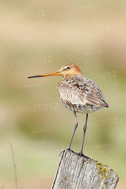 Blacktail (Limosa limosa), sitting room, on a fence post, snipe birds, wildlife, nature photography, wetland, ox moor, Dümmer See, Lembruch, Lower Saxony, Germany