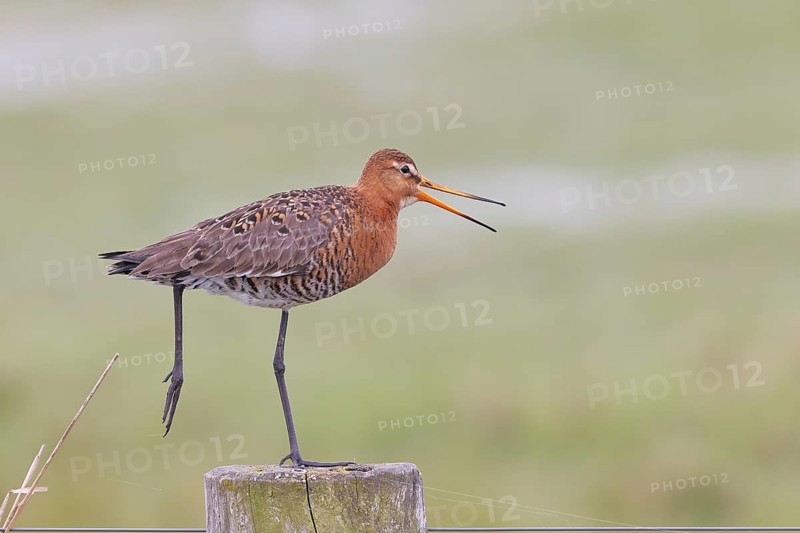 Blacktail (Limosa limosa), calling to sitting room, on a fence post, snipe birds, wildlife, nature photography, wetland, oxmoor, Dümmer See, Lembruch, Lower Saxony, Germany