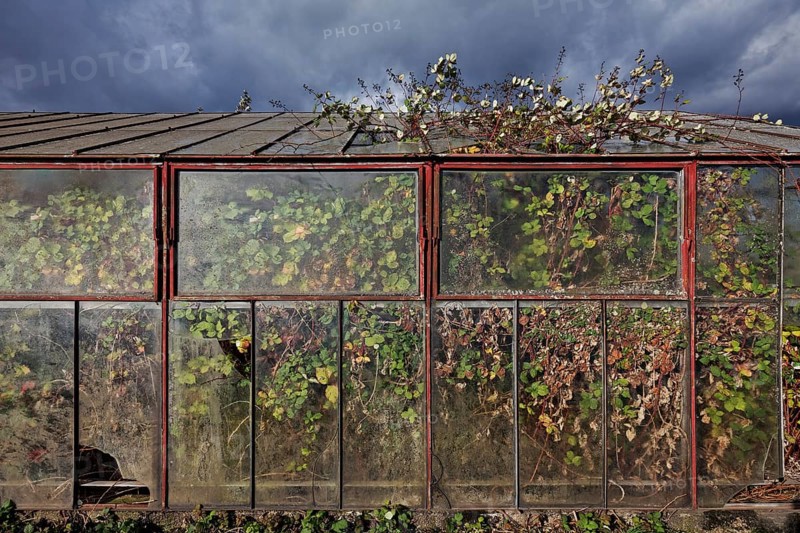 Abandoned greenhouse of a nursery, interior completely overgrown, Lost Place, Düsseldorf, North Rhine-Westphalia, Germany