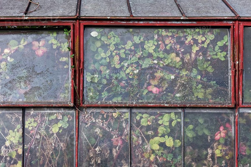 Abandoned greenhouse of a nursery, view of the completely overgrown interior, Lost Place, Düsseldorf, North Rhine-Westphalia, Germany