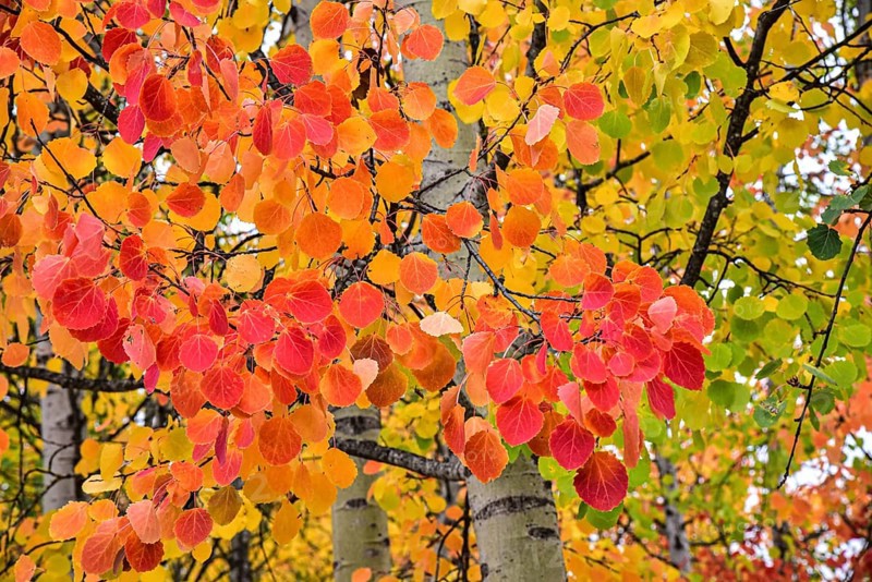 Aspen, (Populus tremula) in an urban park in Augsburg, administrative district of Swabia, Bavaria, Germany