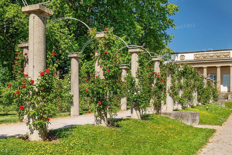 Rosengarten am Rosensteinmuseum, Rosensteinpark, Stuttgart, Baden-Württemberg Germany, Stuttgart, Baden-Württemberg, Germany