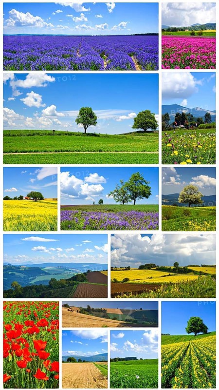 Collage of spring and summer landscapes, blooming flowers, green meadows and trees, hilly landscape with mountains, blue cloudy sky with sunrise or sunset, wallpaper illustration for banner or template background, AI generated