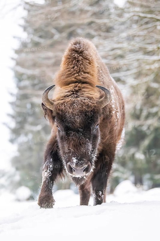 European bison (Bison bonasus) or Wisent walking on a meadow next to the forest in winter, snow, Bavaria, Germany