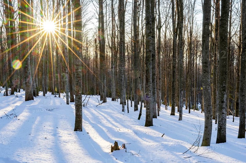 European beech or common beech (Fagus sylvatica) with the moring sun coming through the trees in winter at mount Lusen, bavarian forest, Bavaria, Germany