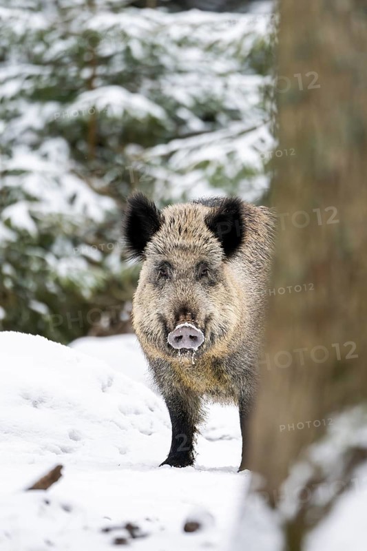Wild boar (Sus scrofa) standing in a forest in winter, snow, Bavaria, Germany