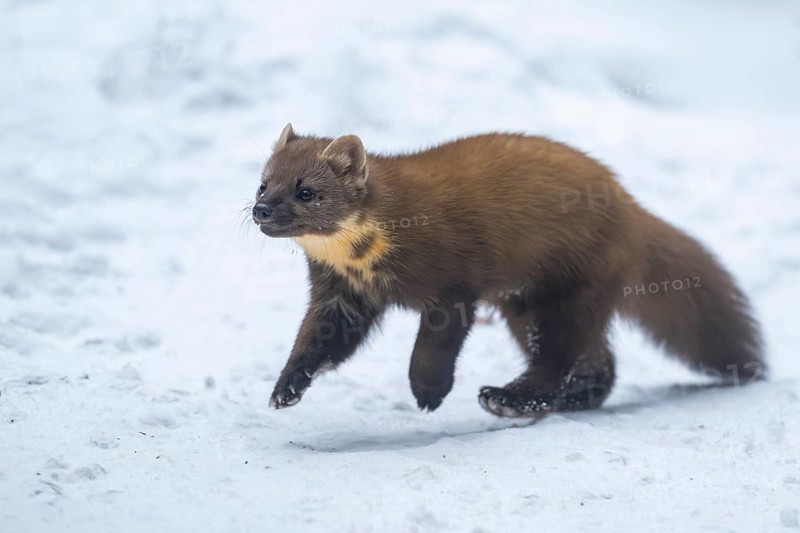 European pine marten (Martes martes) running in the snow in winter, National Park Bavarian Forest, Bavaria, Germany