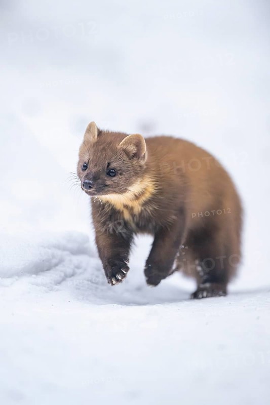 European pine marten (Martes martes) running in the snow in winter, National Park Bavarian Forest, Bavaria, Germany