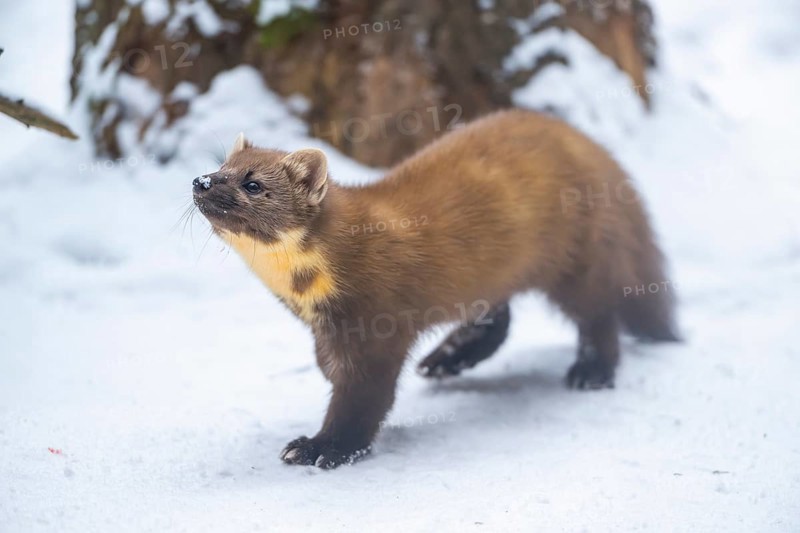 European pine marten (Martes martes) standing in the snow in winter, National Park Bavarian Forest, Bavaria, Germany