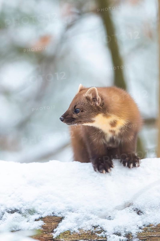 European pine marten (Martes martes) standing in the snow in winter, National Park Bavarian Forest, Bavaria, Germany