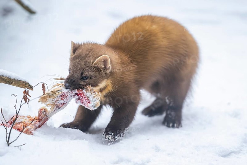 European pine marten (Martes martes) with a chick in his mouth standing in the snow in winter, National Park Bavarian Forest, Bavaria, Germany