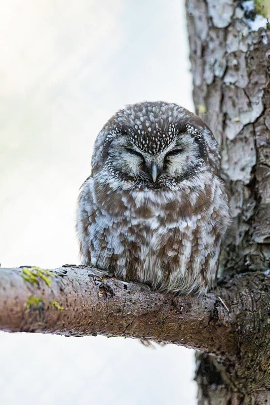 Great Horned Owl (Aegolius funereus) sitting on a branch in winter, National Park Bavarian Forest, Bavaria, Germany