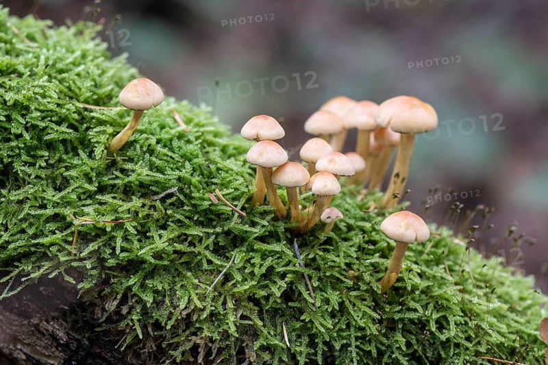 Sulphur Tuft (Hypholoma fasciculare), Emsland, Lower Saxony, Germany