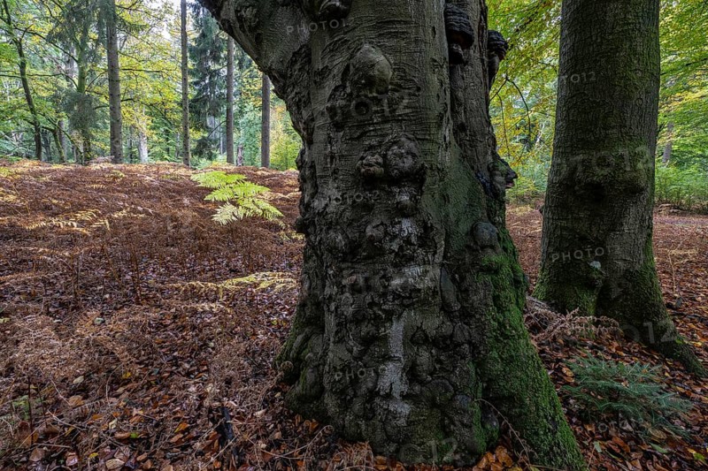 Old red beech (Fagus sylvatica) and eagle fern (Pteridium aquilinum), Emsland, Lower Saxony, Germany