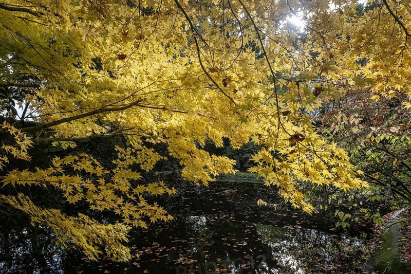 Japanese Japanese maple (Acer palmatum Sangu-Kaku) in autumn leaves, Emsland, Lower Saxony, Germany