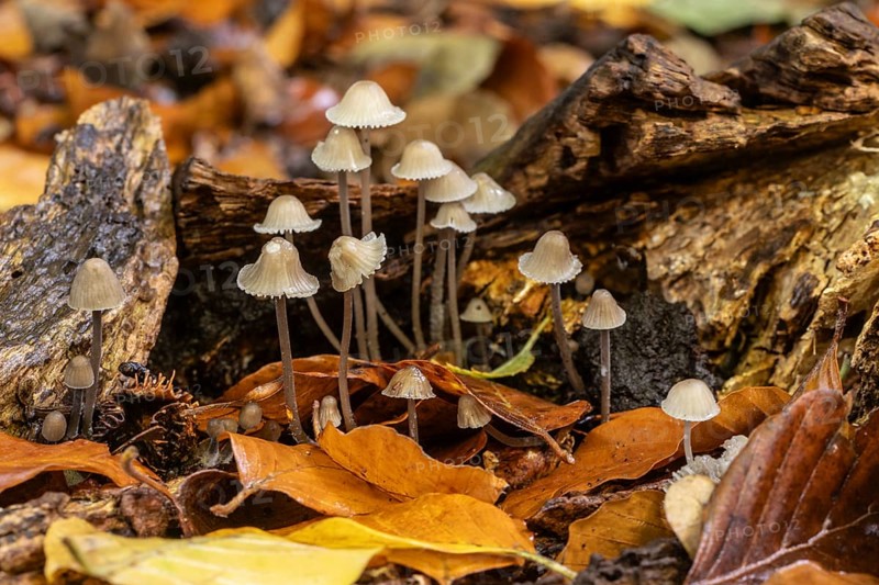 Helmlinge (Mycena), Emsland, Lower Saxony, Germany