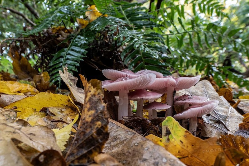 Dwarf paint funnels (Laccaria tortilis), Emsland, Lower Saxony, Germany