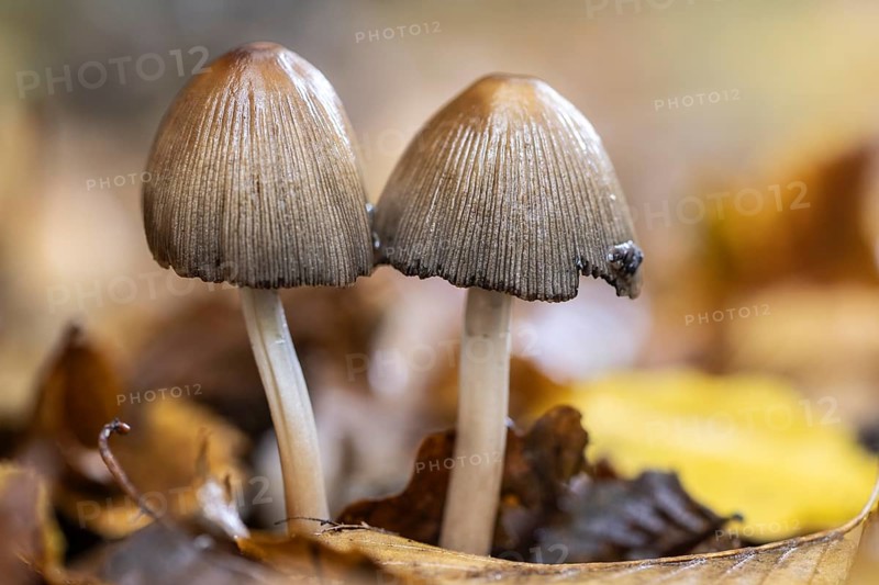 Mica tints (Coprinus micaceus), Emslland, Lower Saxony, Germany
