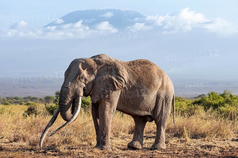 African elephant (Loxodonta africana) in picturesque landscape with the summit of Mount Kilimanjaro, the famous Super Tusker elephant Craig and Pascal, old male with long tusks, in atmospheric evening light, Kajiado County, Kenya