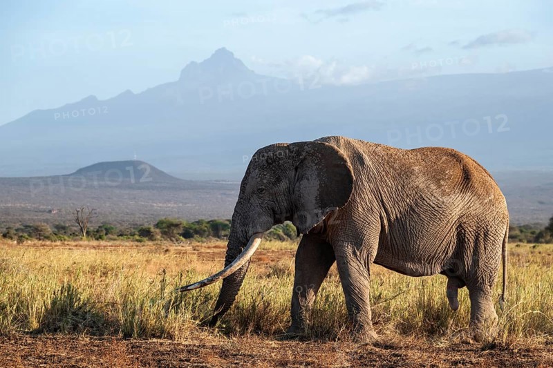 African elephant (Loxodonta africana) in picturesque landscape with the summit of Mount Meru, the famous Super Tusker elephant Craig, old male with long tusks, in the evening light, Kajiado County, Kenya