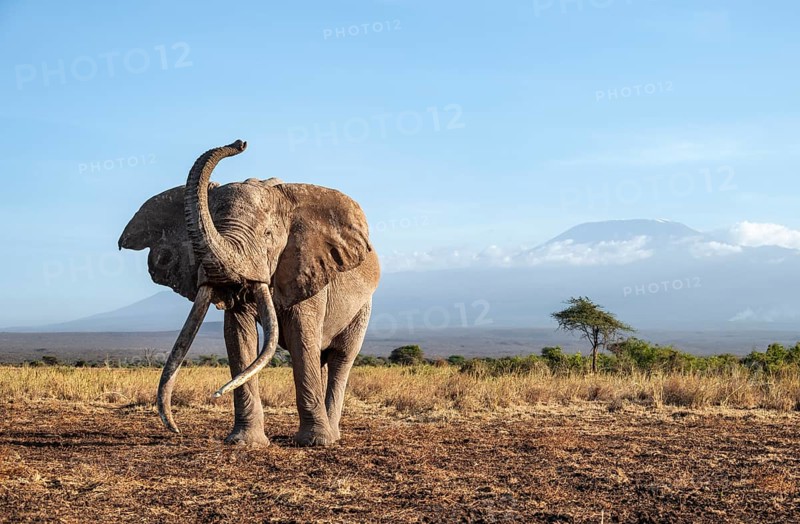 African elephant (Loxodonta africana) in picturesque landscape with the summit of Mount Kilimanjaro, lifting the trunk in the air, the famous Super Tusker elephant Craig, old male with long tusks, in the evening light, Kajiado County, Kenya